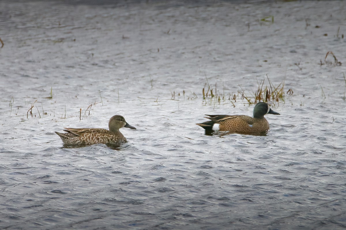 Blue-winged Teal - ML634070201