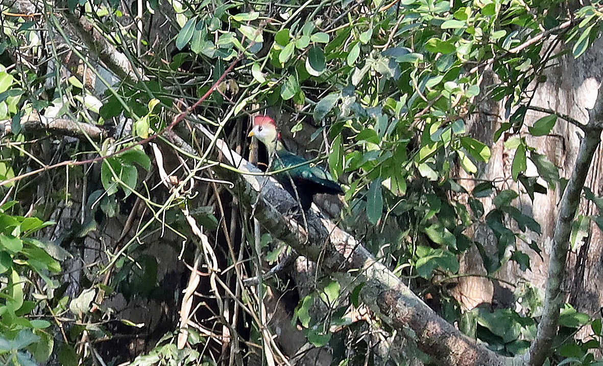 Red-crested Turaco - ML634070223