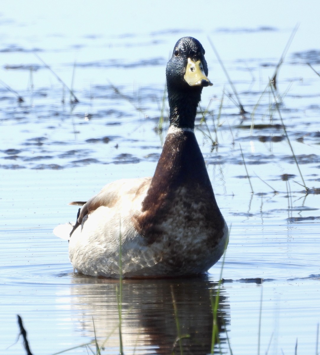 eBird Checklist - 19 Apr 2025 - Santa Rosa Plateau Ecological Reserve ...