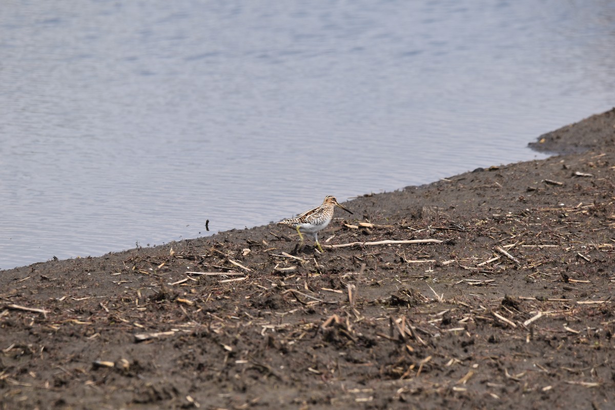 Wilson's Snipe - ML634070250