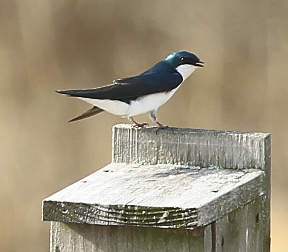 Tree Swallow - ML634070265