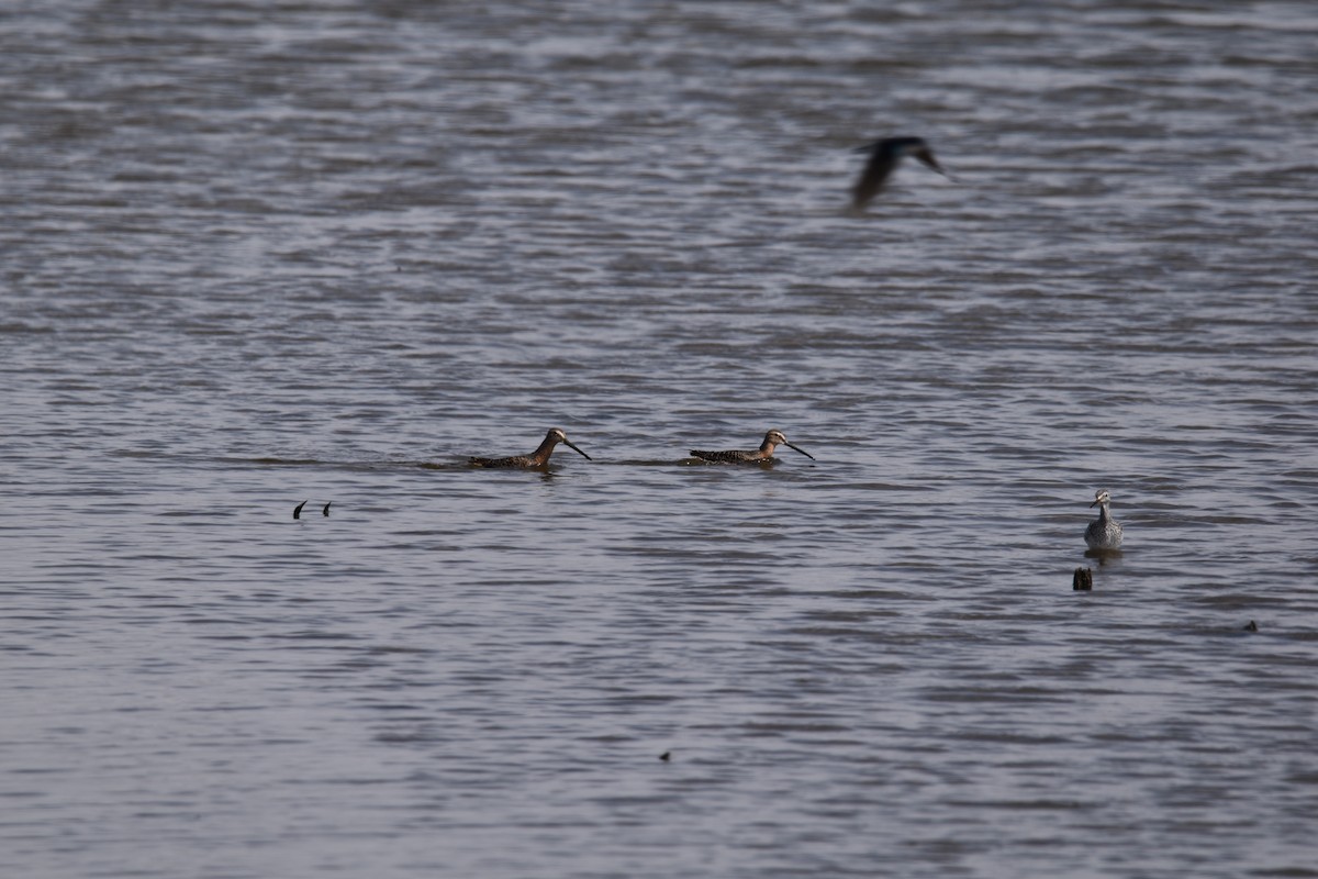 Long-billed Dowitcher - ML634070339