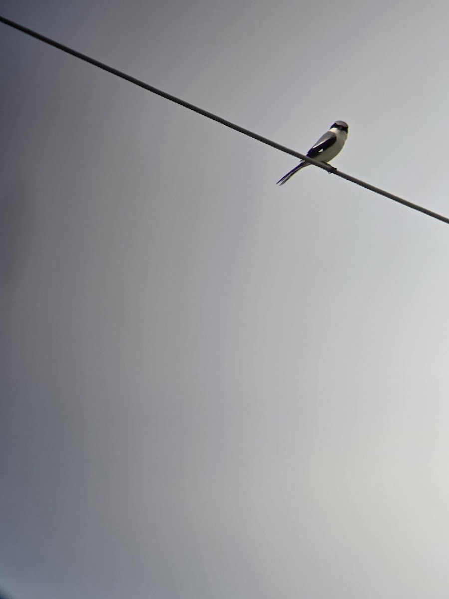 Loggerhead Shrike - ML634070388