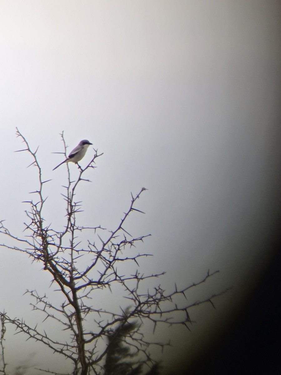 Loggerhead Shrike - ML634070389