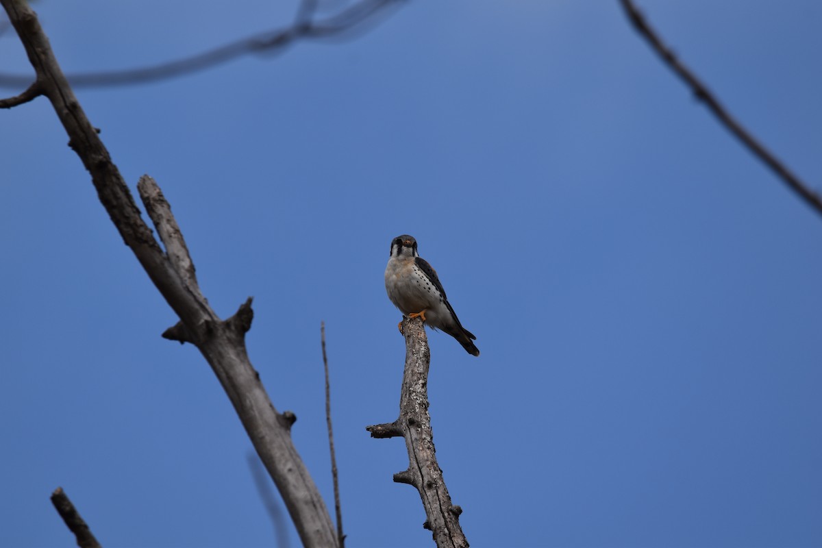 American Kestrel - ML634070432