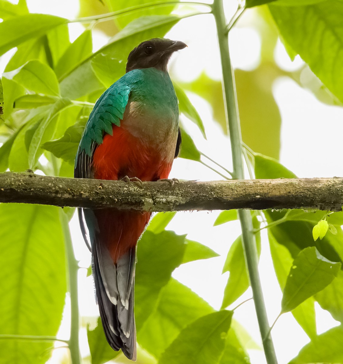 Golden-headed Quetzal - ML634070434