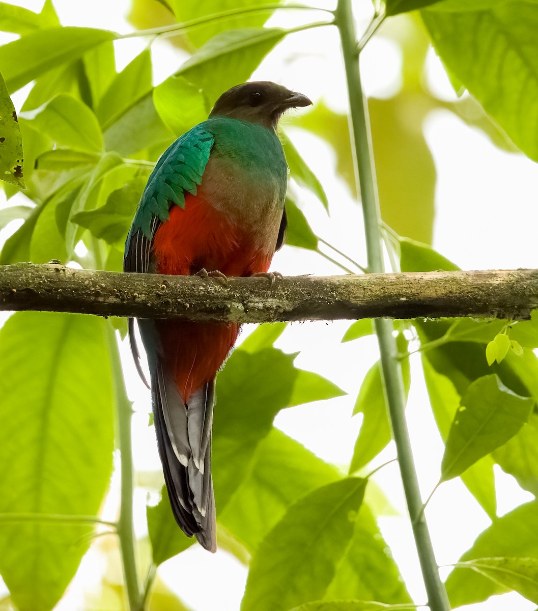 Golden-headed Quetzal - ML634070435