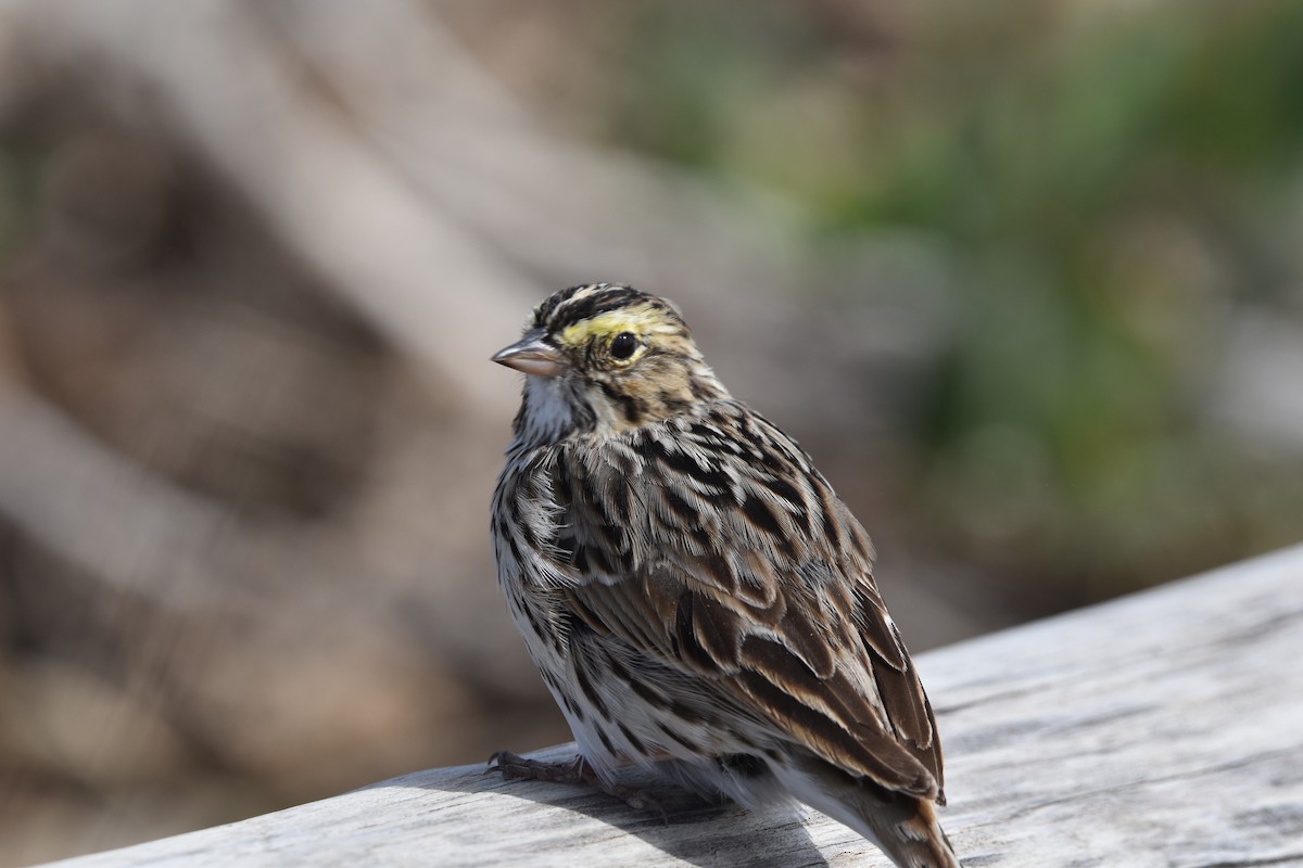 Savannah Sparrow - ML634070536