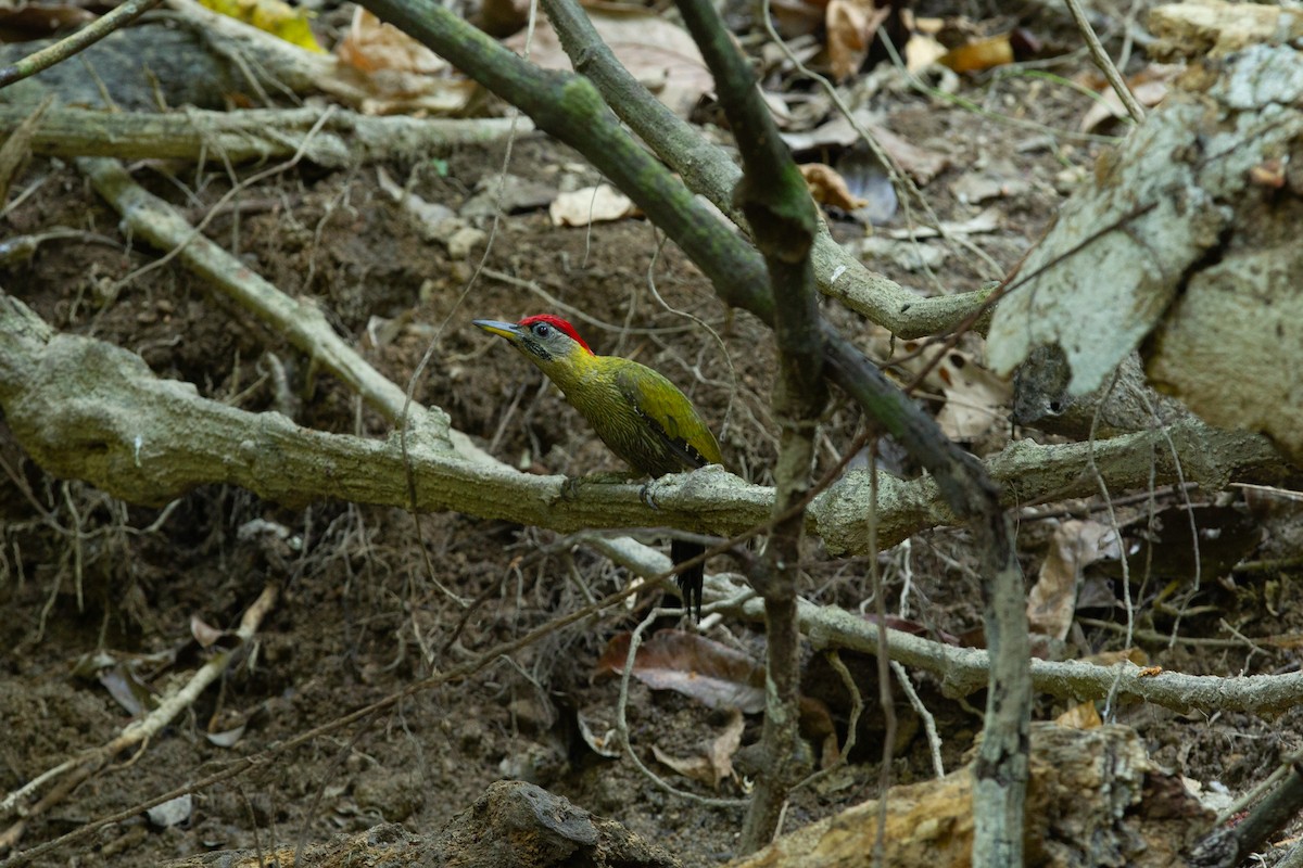 Streak-breasted Woodpecker - ML634070626