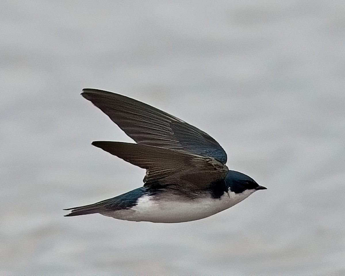 Tree Swallow - ML634070628