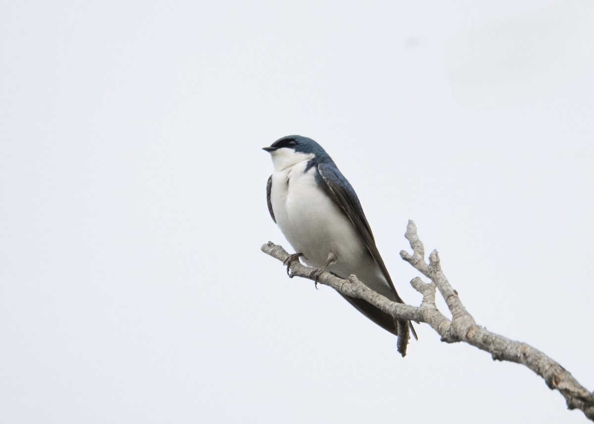 Tree Swallow - ML634070630