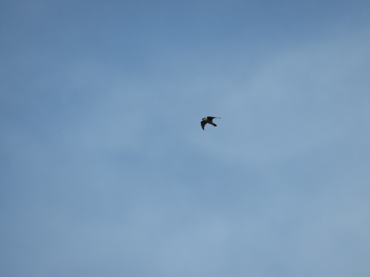 raroh prériový - ML634070646