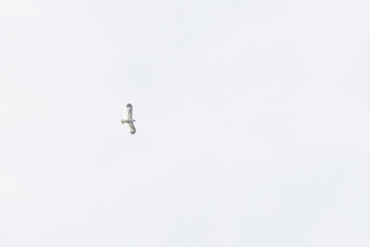 White Hawk (Snowy) - ML634070743