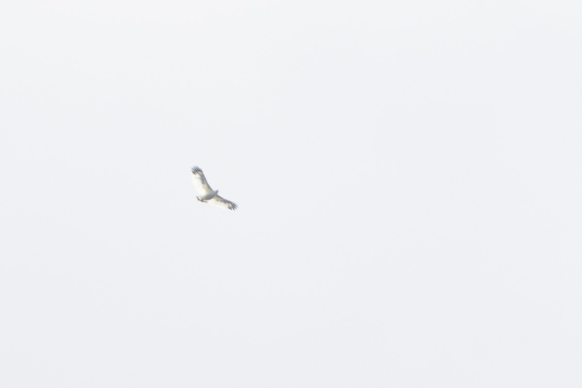 White Hawk (Snowy) - ML634070744