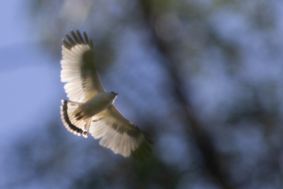White Hawk (Snowy) - ML634070745