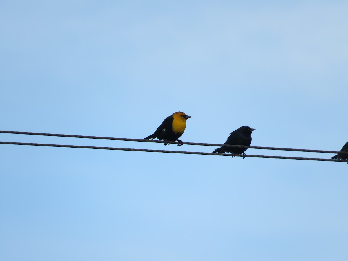 vlhovec žlutohlavý - ML634070755