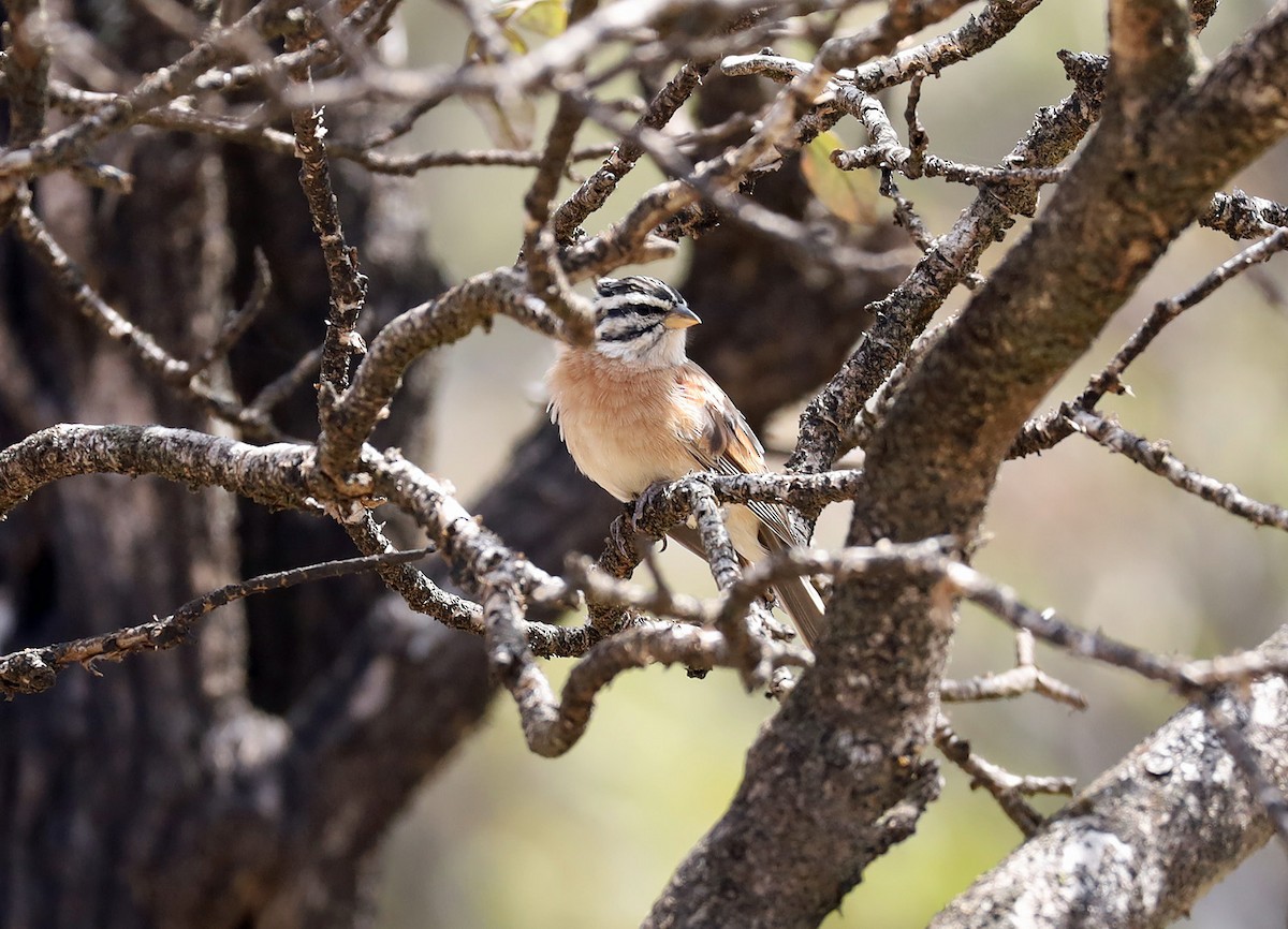 Socotra Bunting - ML634071027