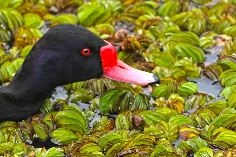 Rosy-billed Pochard - ML63407111