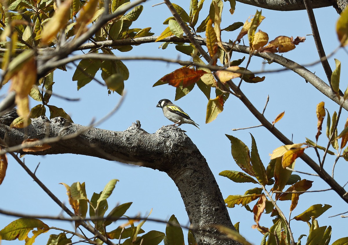 Socotra Grosbeak - ML634071127