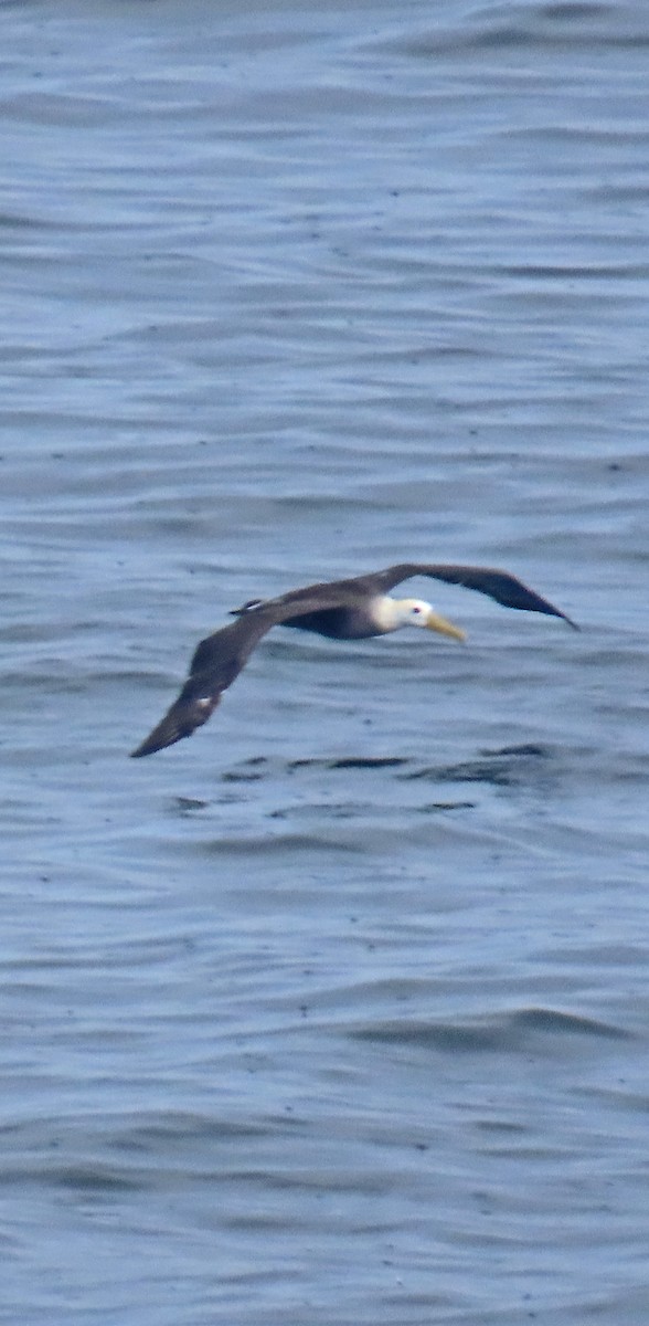 Waved Albatross - ML634071133