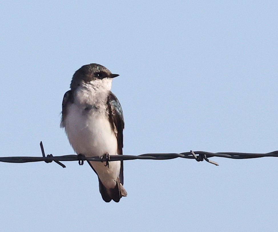 Tree Swallow - ML634071141