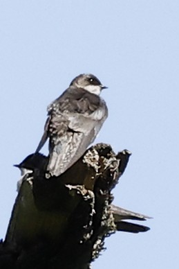 Tree Swallow - ML634071183