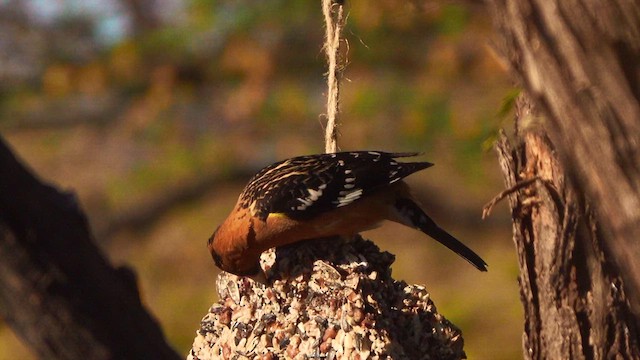 Black-headed Grosbeak - ML634071245