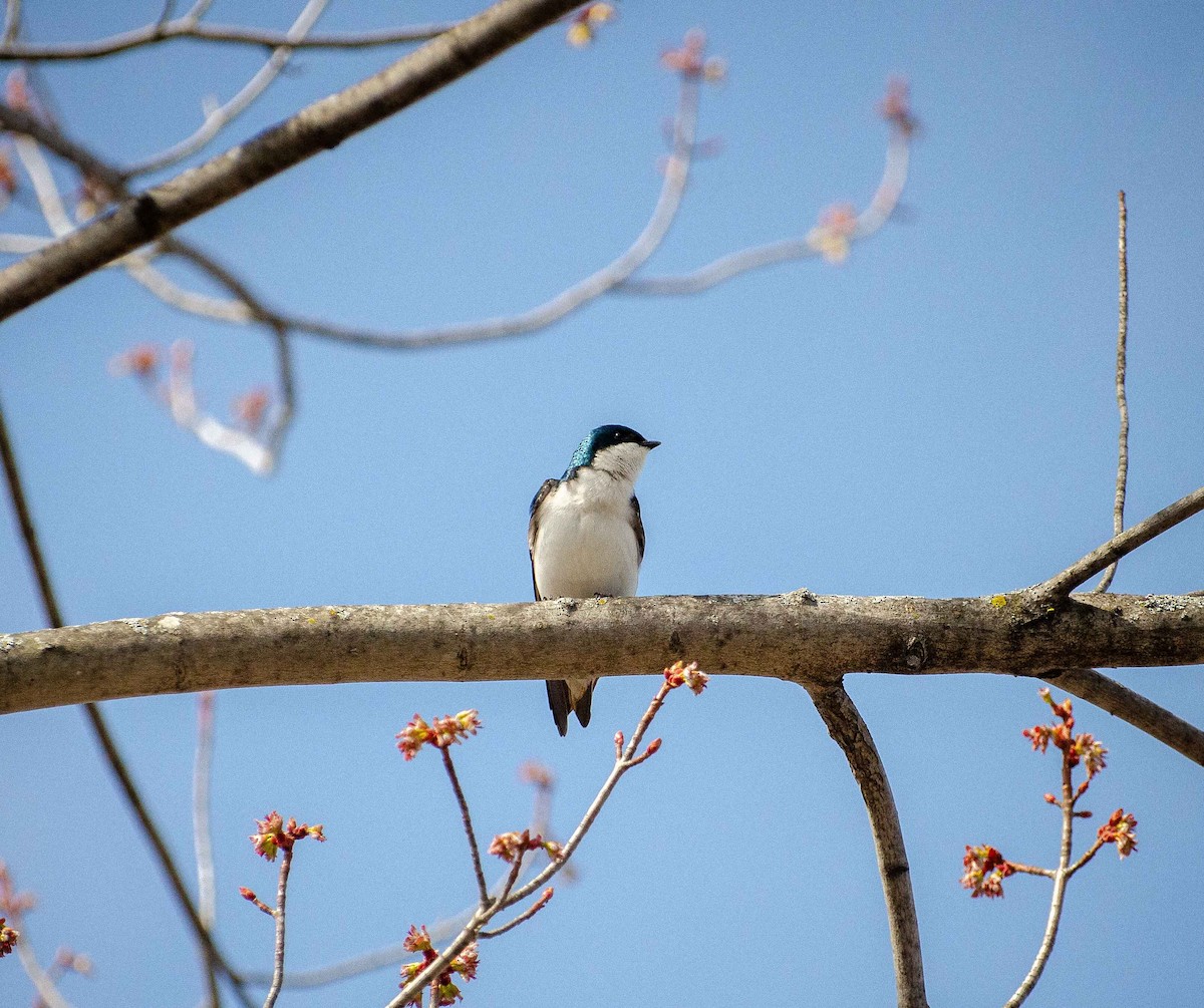 Tree Swallow - ML634071292