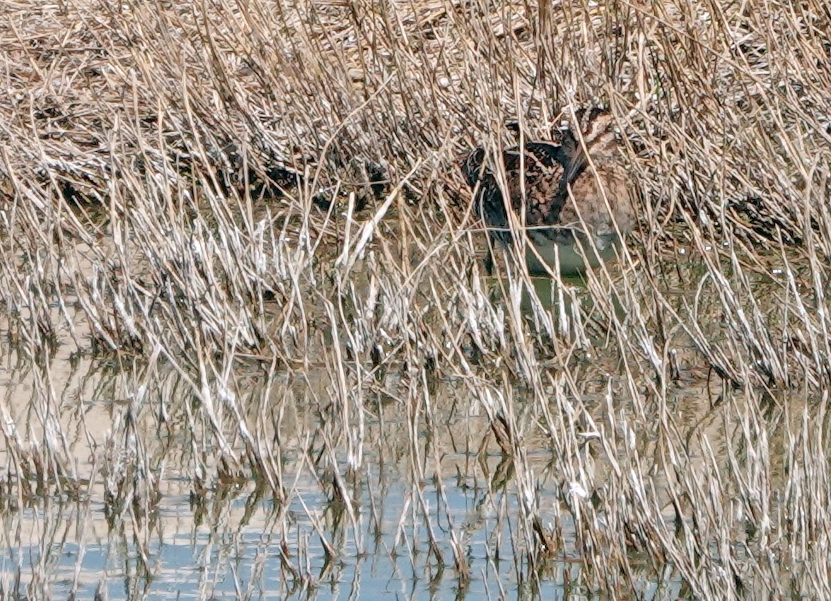 Wilson's Snipe - ML634071326