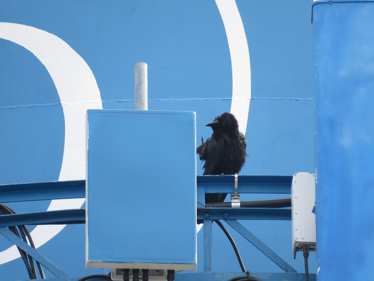 krkavec velký - ML634071363