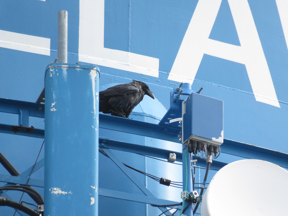 krkavec velký - ML634071373