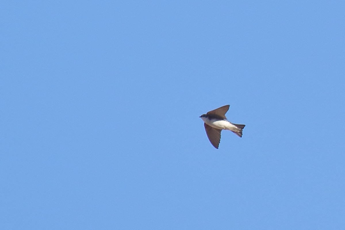 Tree Swallow - ML634071384