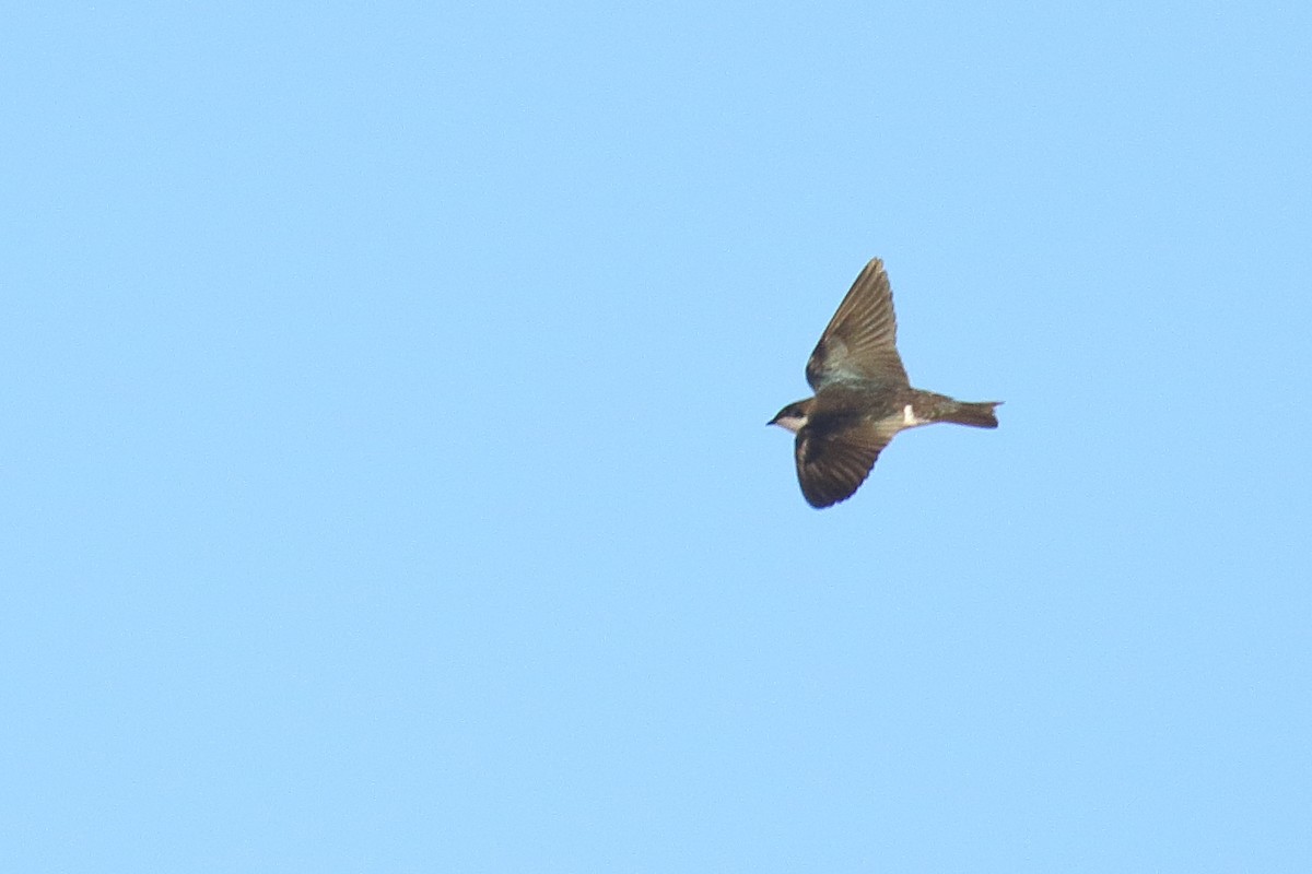 Tree Swallow - ML634071387
