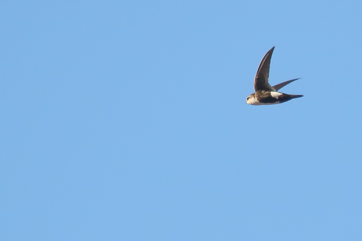 White-throated Swift - ML634071412