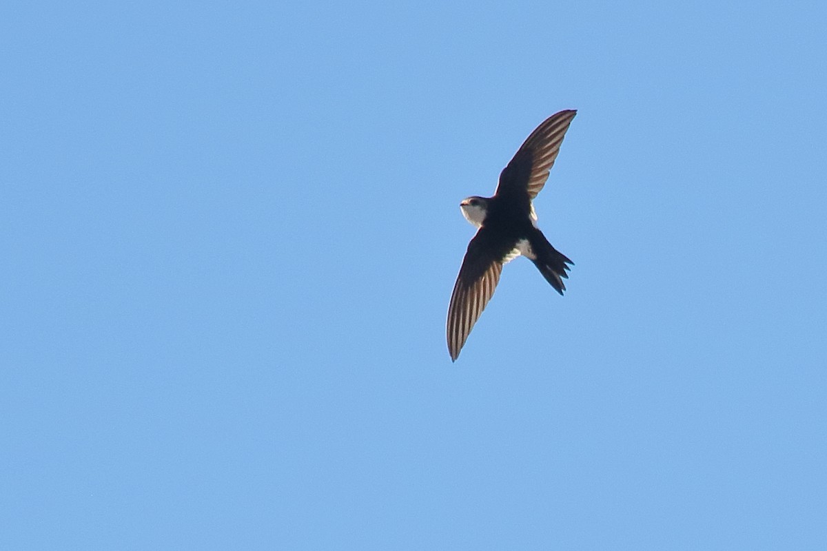 White-throated Swift - ML634071413