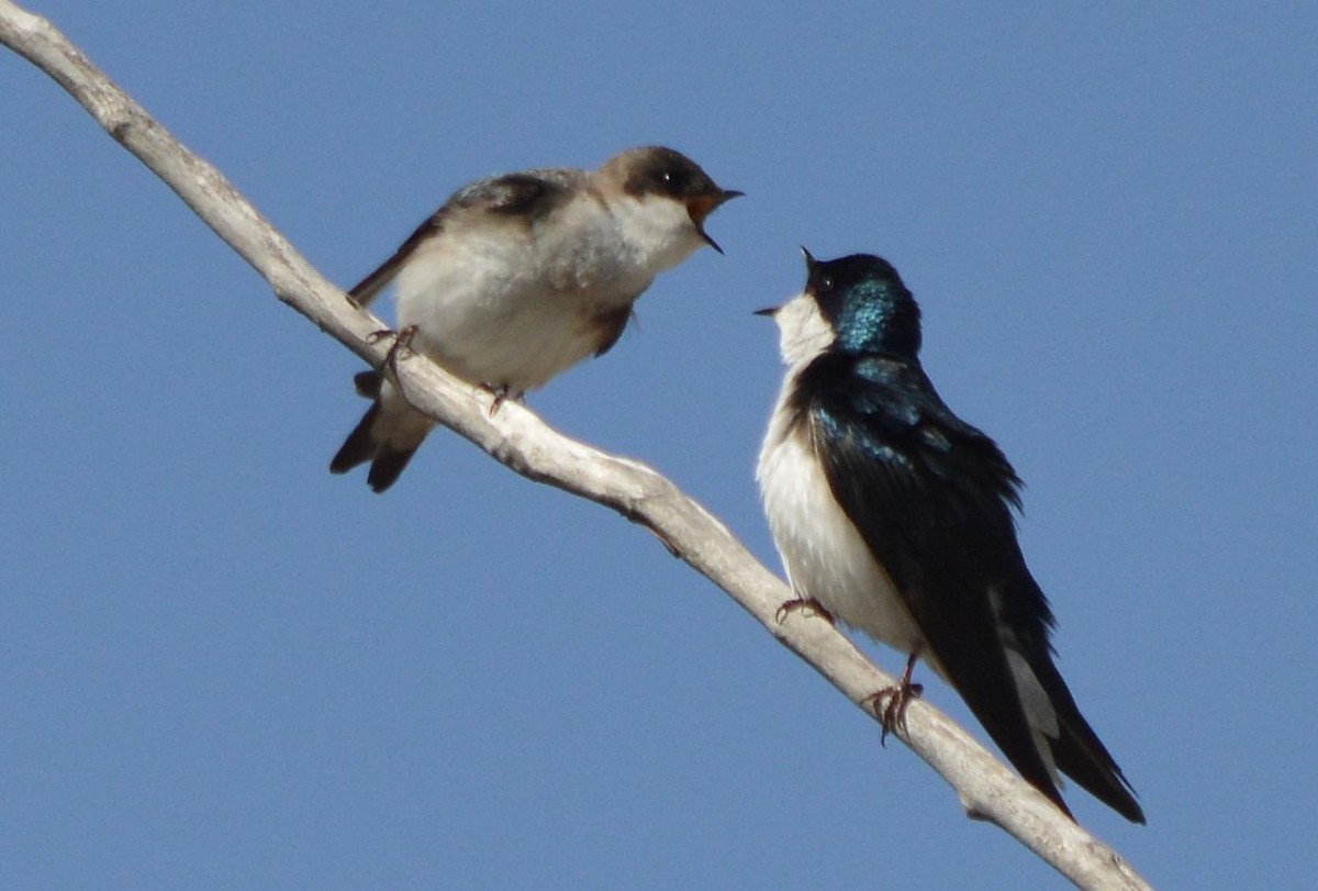 Tree Swallow - ML634071480