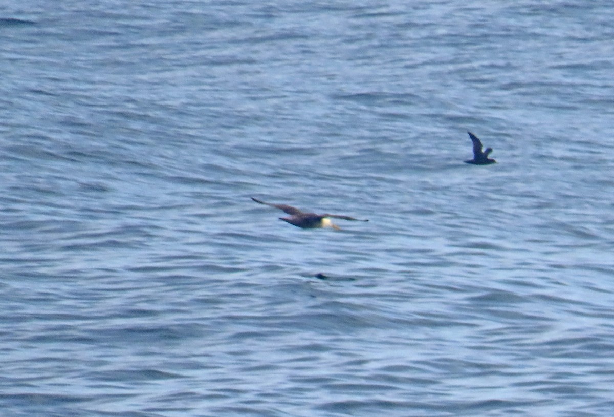 Waved Albatross - ML634071486