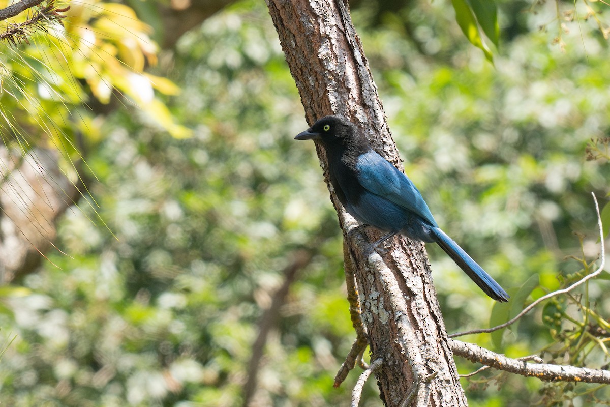 Bushy-crested Jay - ML634071529
