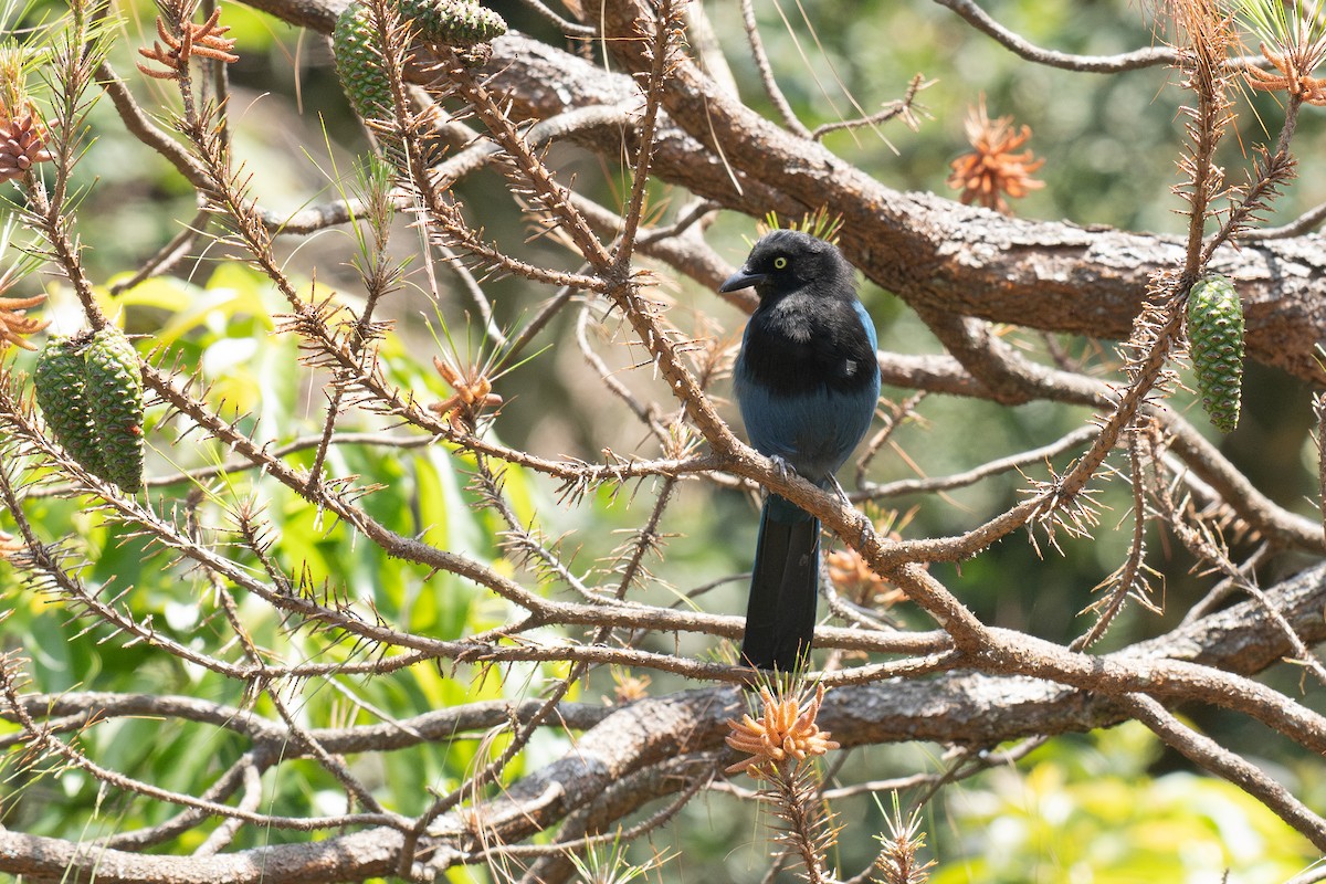 Bushy-crested Jay - ML634071530