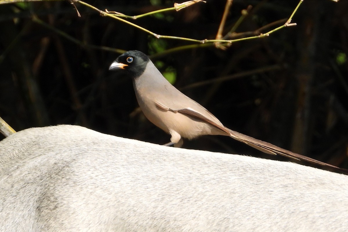 Hooded Treepie - ML634071565