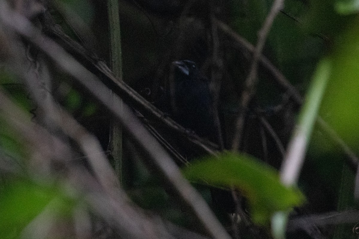 Blue-black Grosbeak - ML634071574