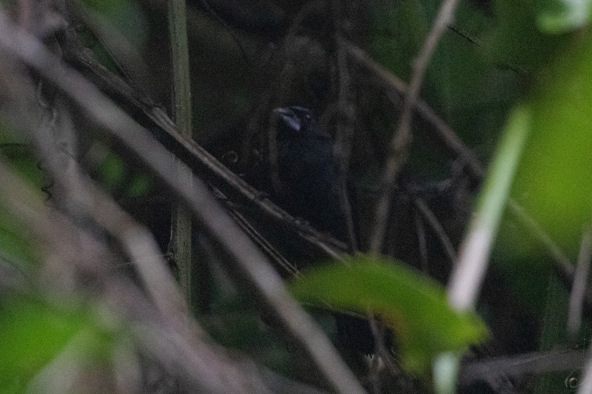 Blue-black Grosbeak - ML634071575