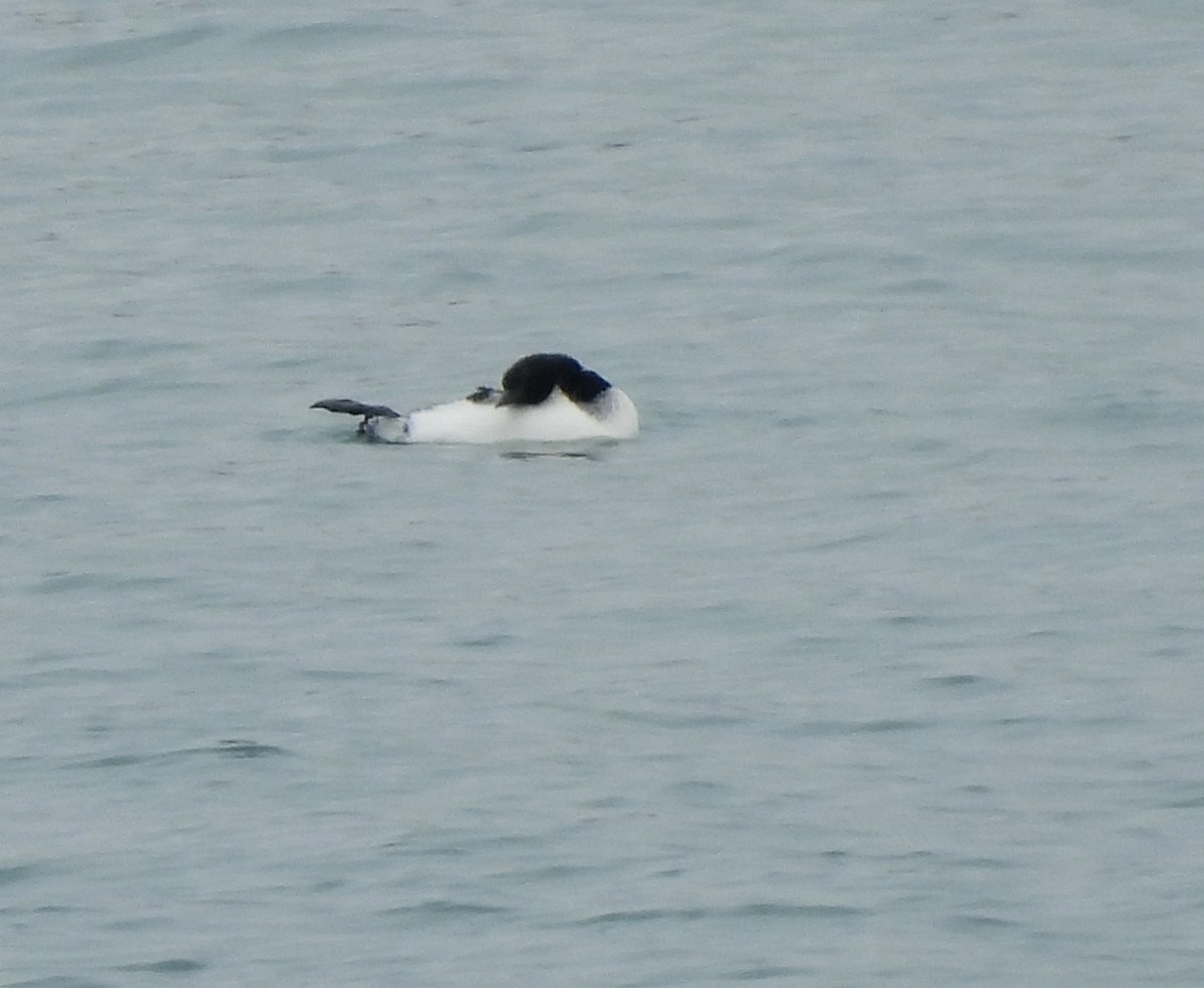 Common Loon - ML634071595