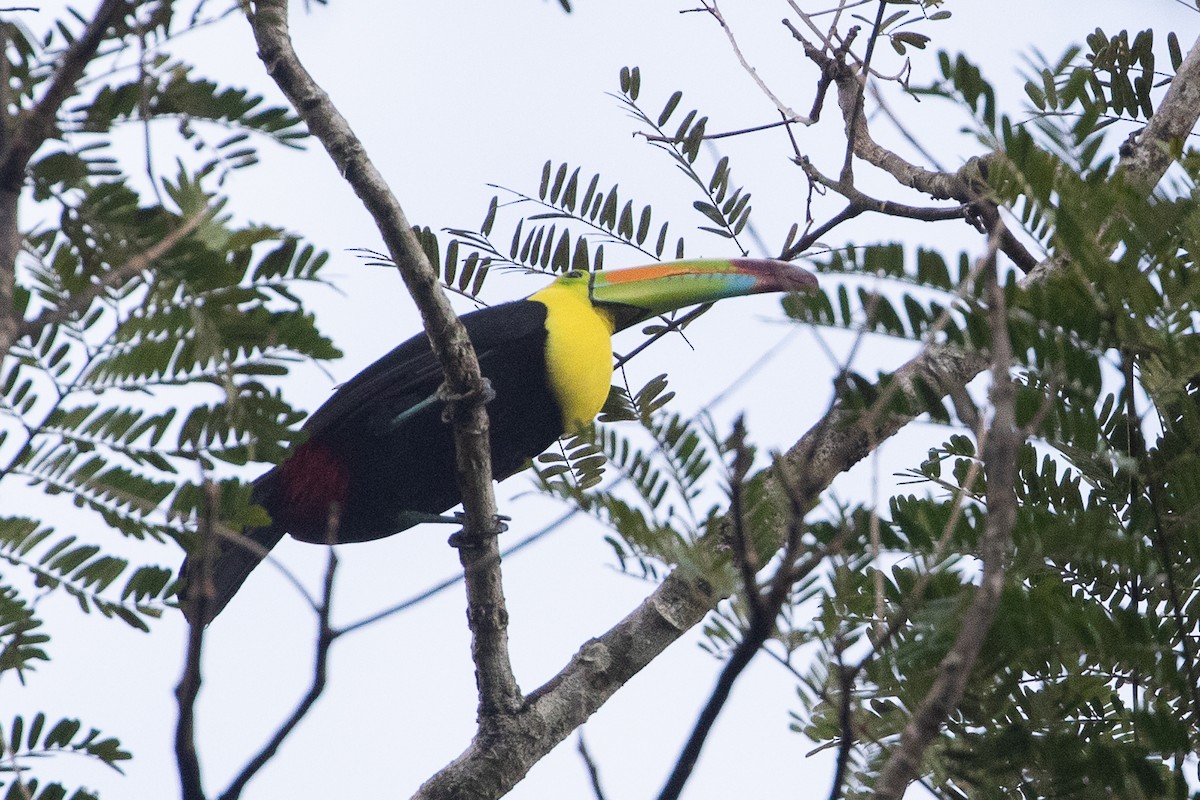 Keel-billed Toucan - ML634071615