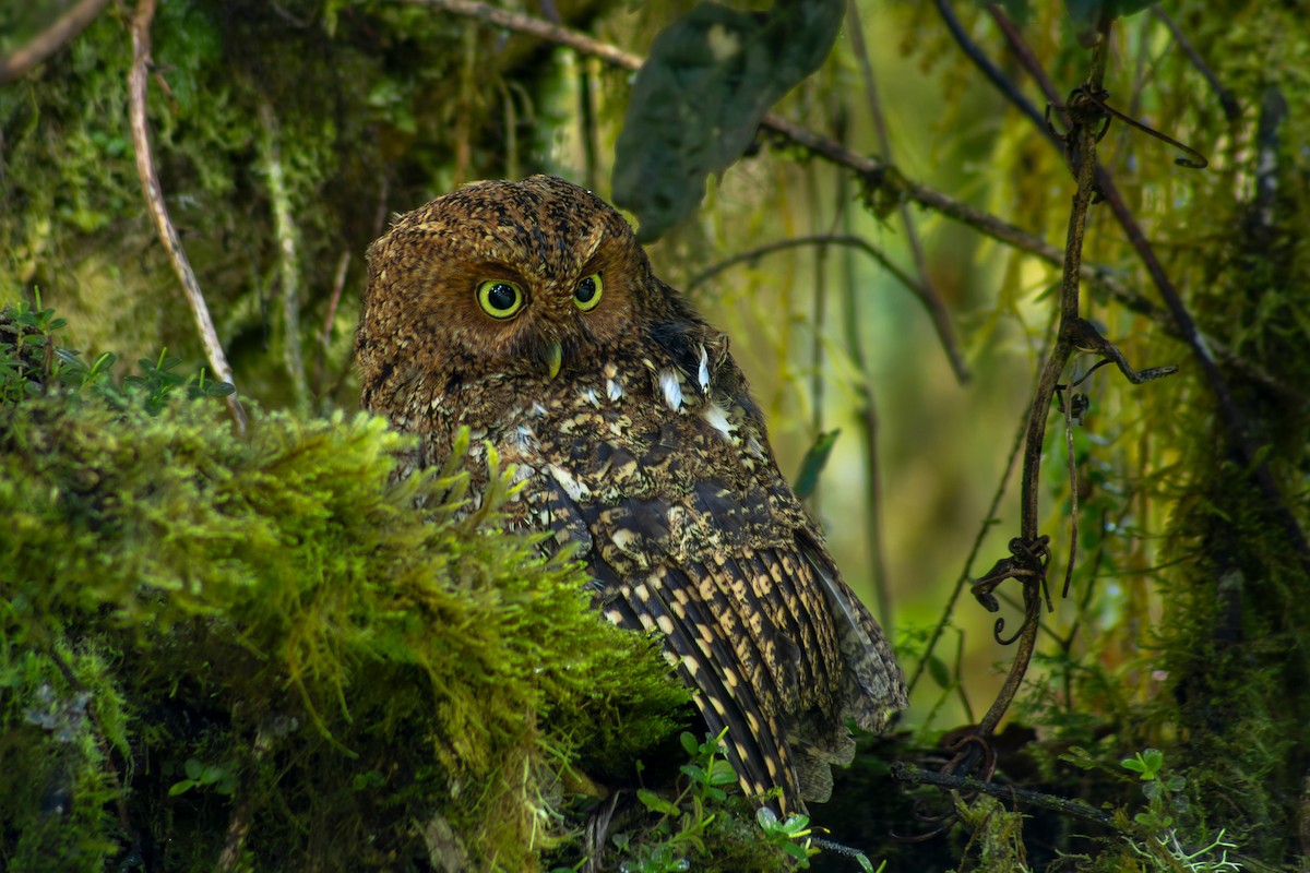 Bare-shanked Screech-Owl - ML634071801
