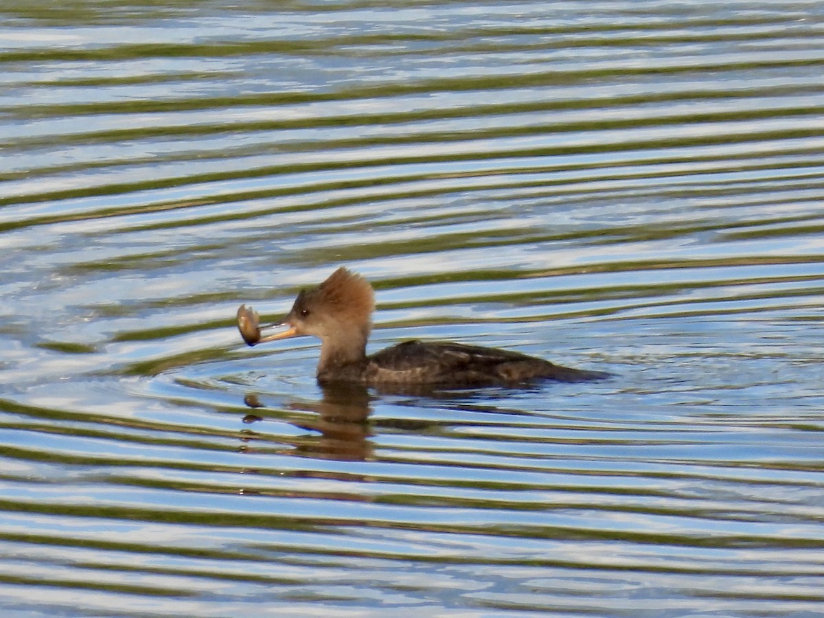 Hooded Merganser - ML634071824