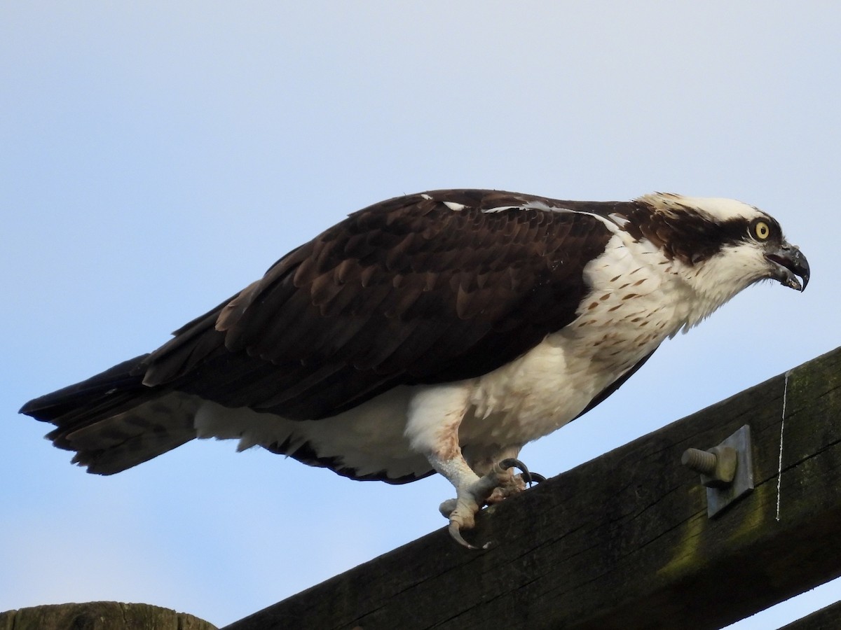 Osprey - ML634071888