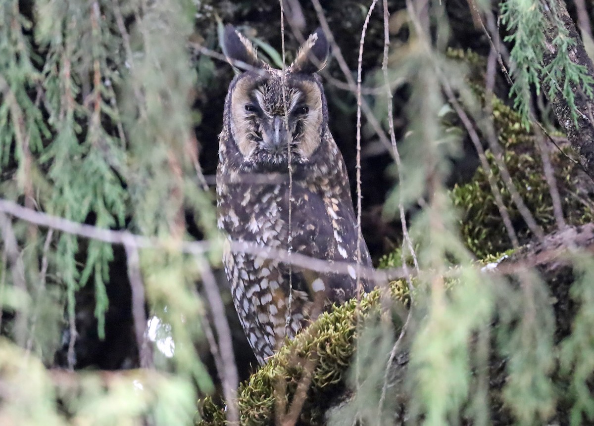 Abyssinian Owl - ML634071928