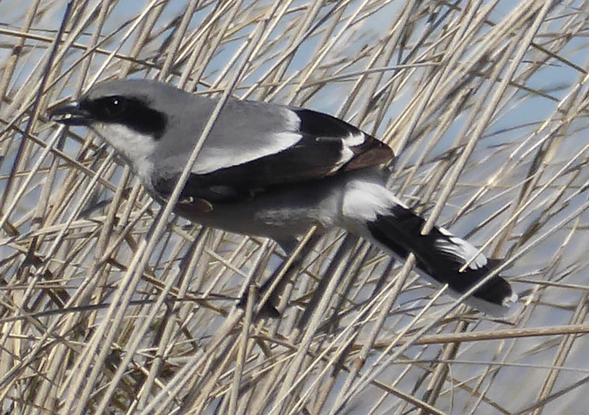 Loggerhead Shrike - ML634072205