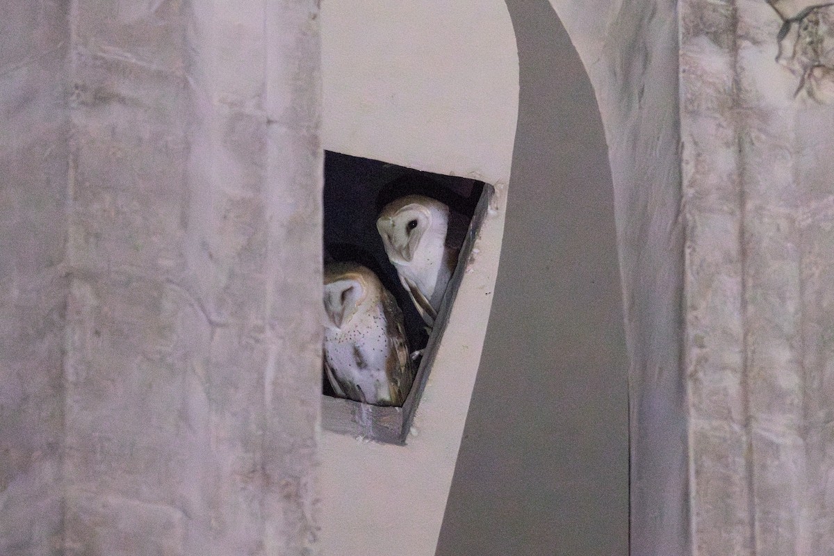 American Barn Owl (White-winged) - ML634072251